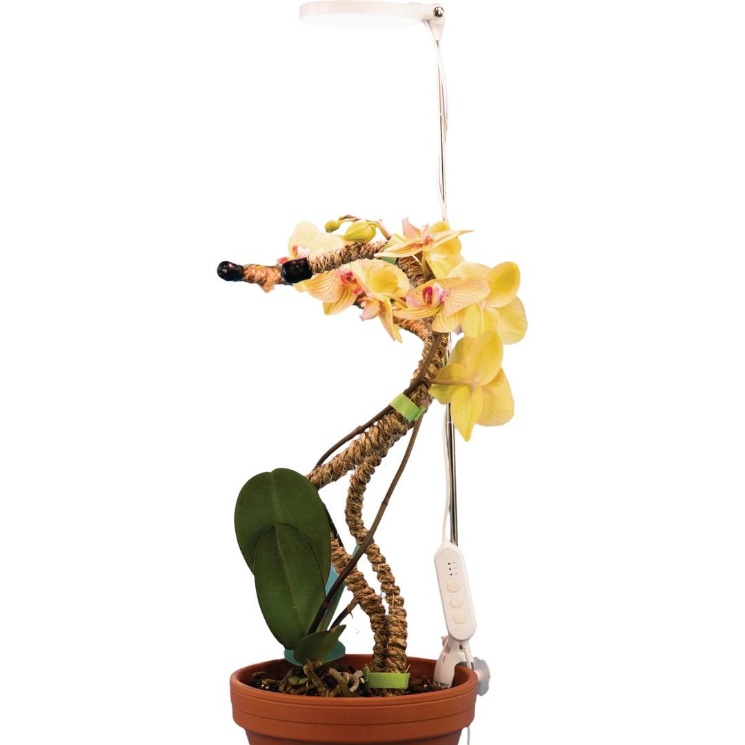 Product 736132